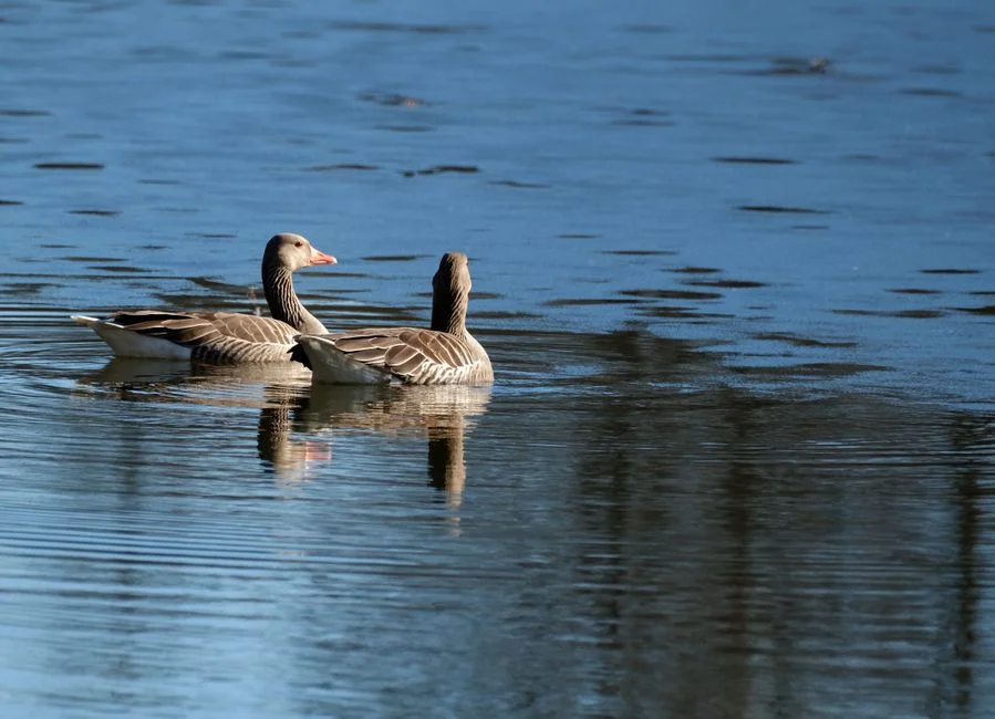 Pair of geese,