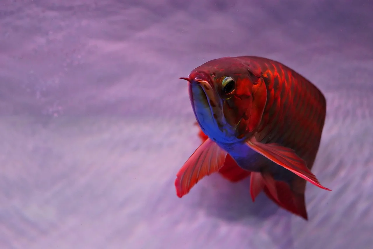 Arowana fish, Golden