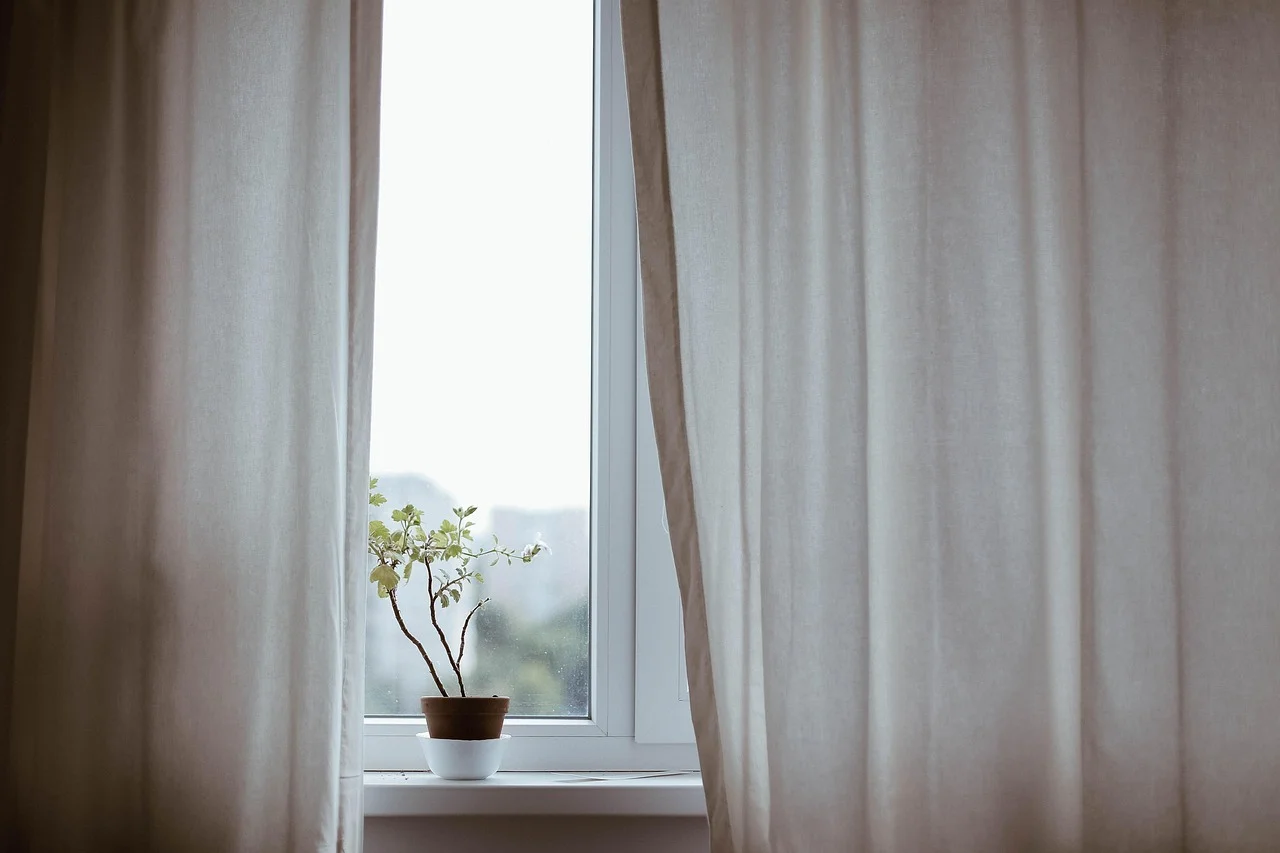 Indoor money plants,