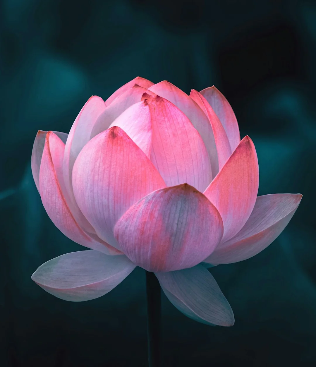 Lotus symbol feng