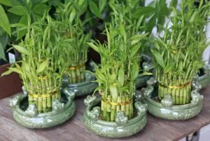 Feng Shui wealth