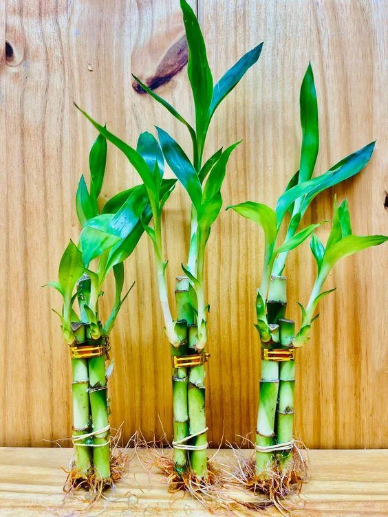 Lucky Bamboo Feng