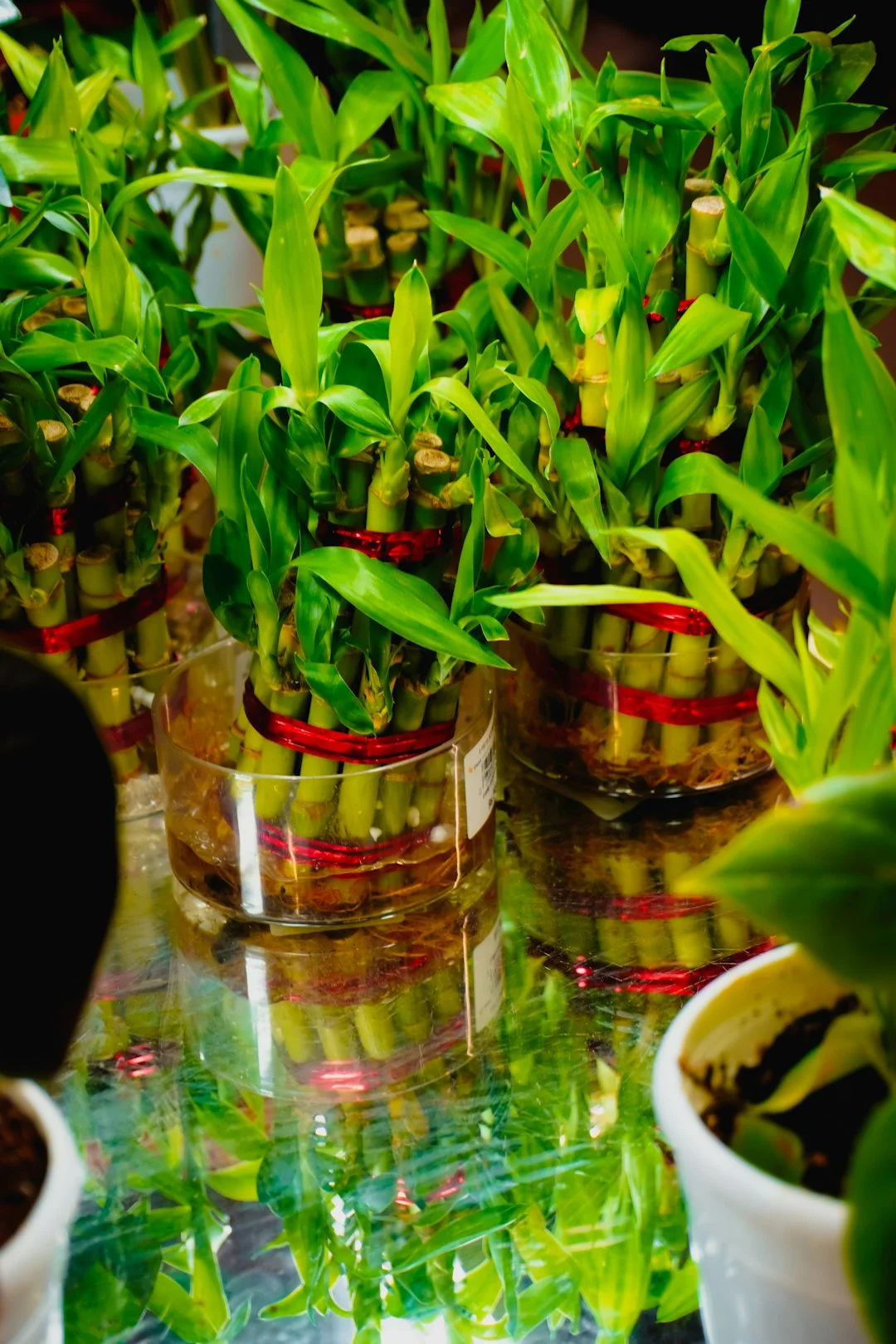 Lucky bamboo feng