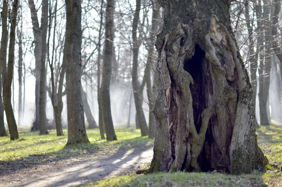 Hollow tree facing