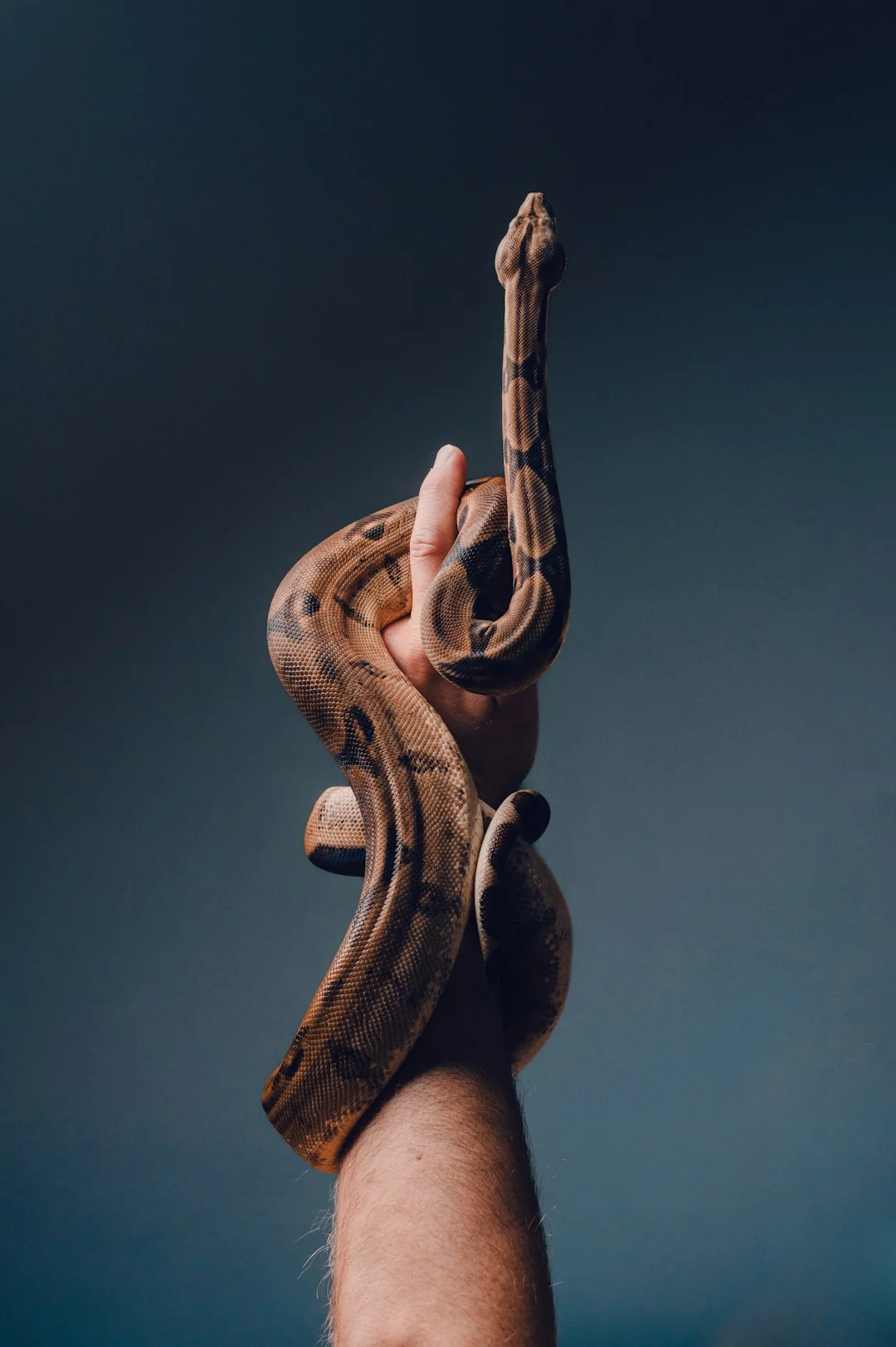 Feng Shui snake