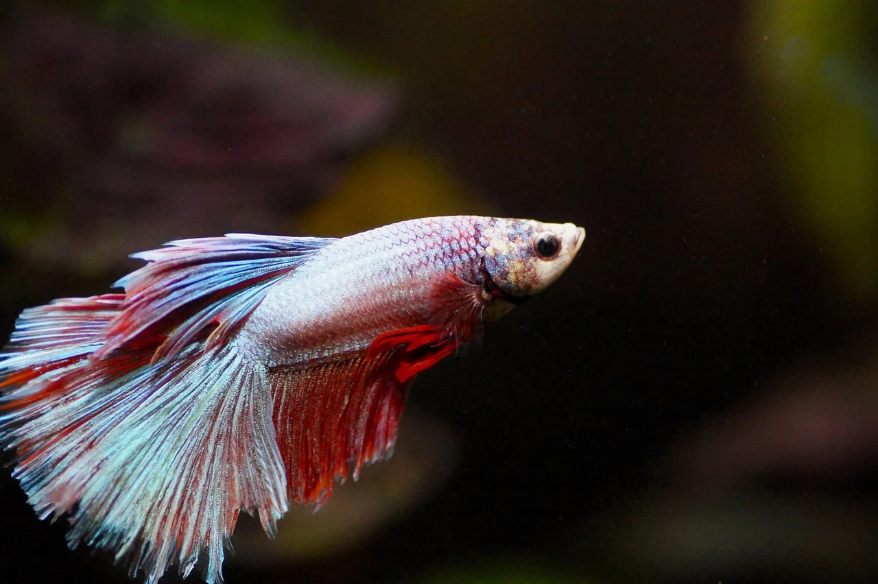 fish aquarium feng