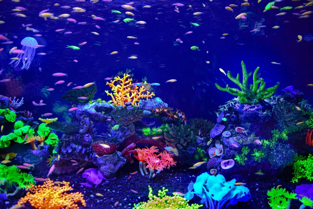 feng shui aquarium,