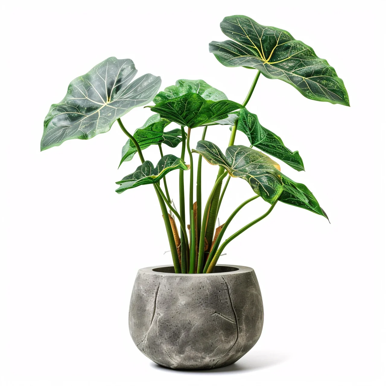 air purifying plants,