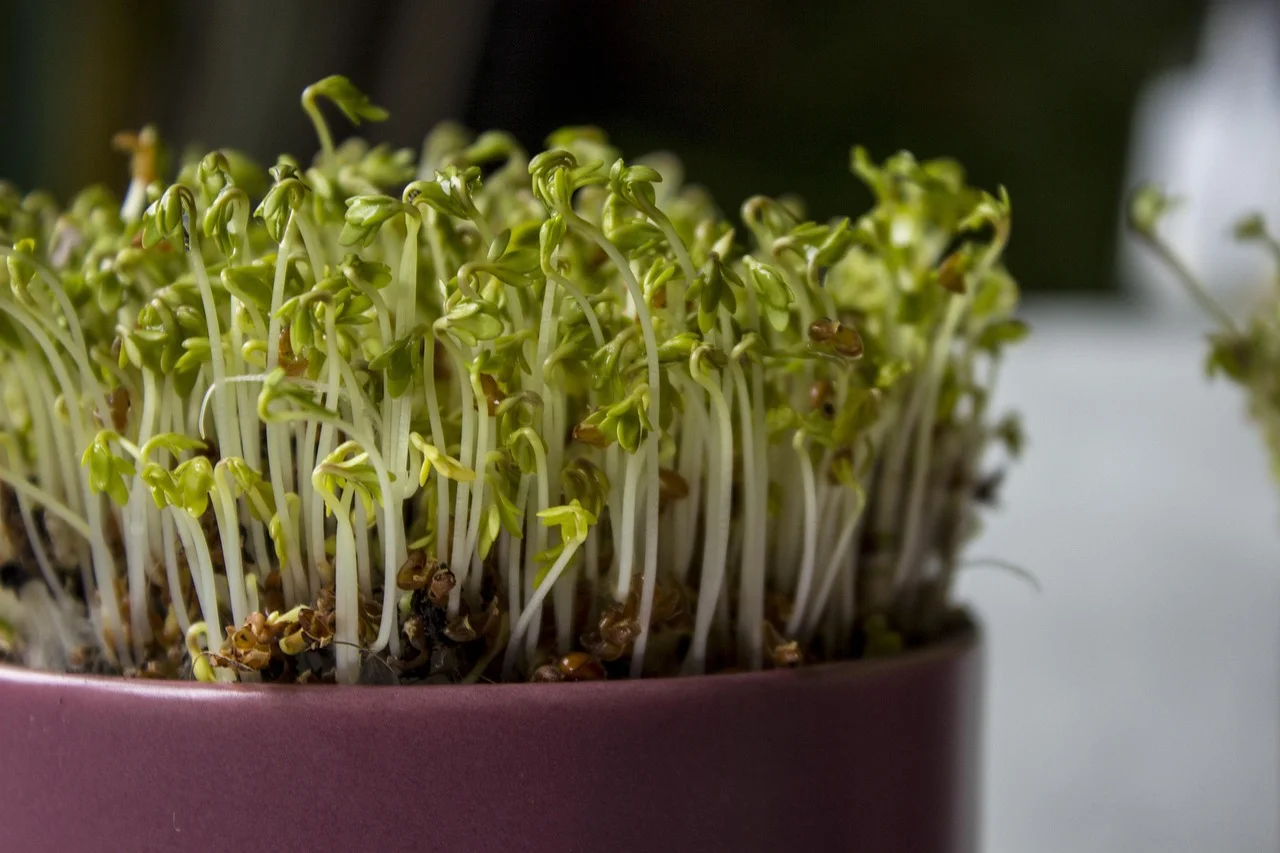 healthy indoor plants,
