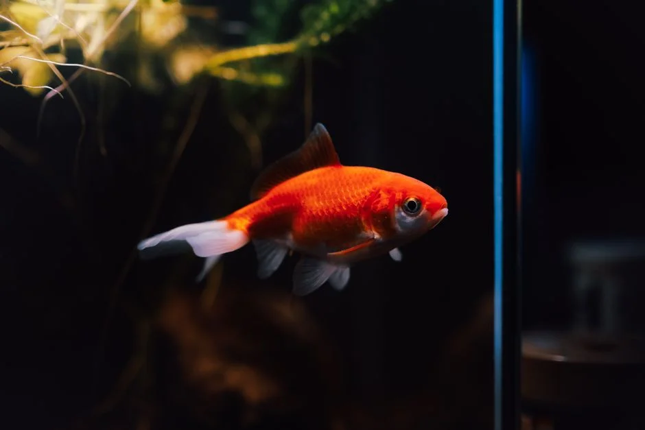 Feng shui aquarium,
