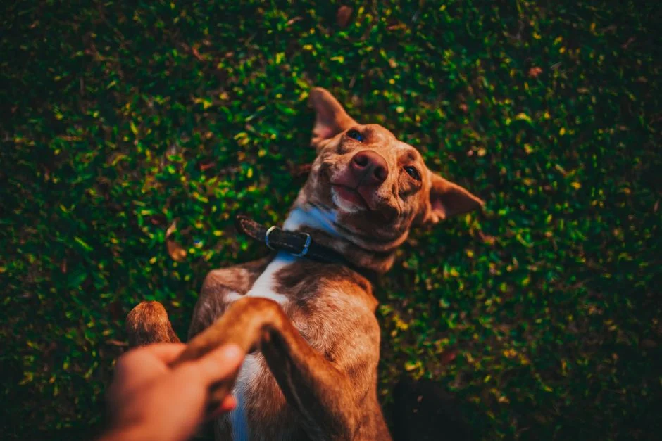 Pet energy Feng
