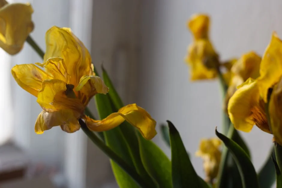 Wilting plants, home