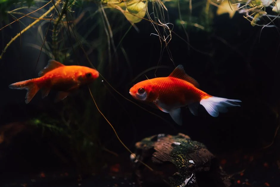 Dying fish tank,