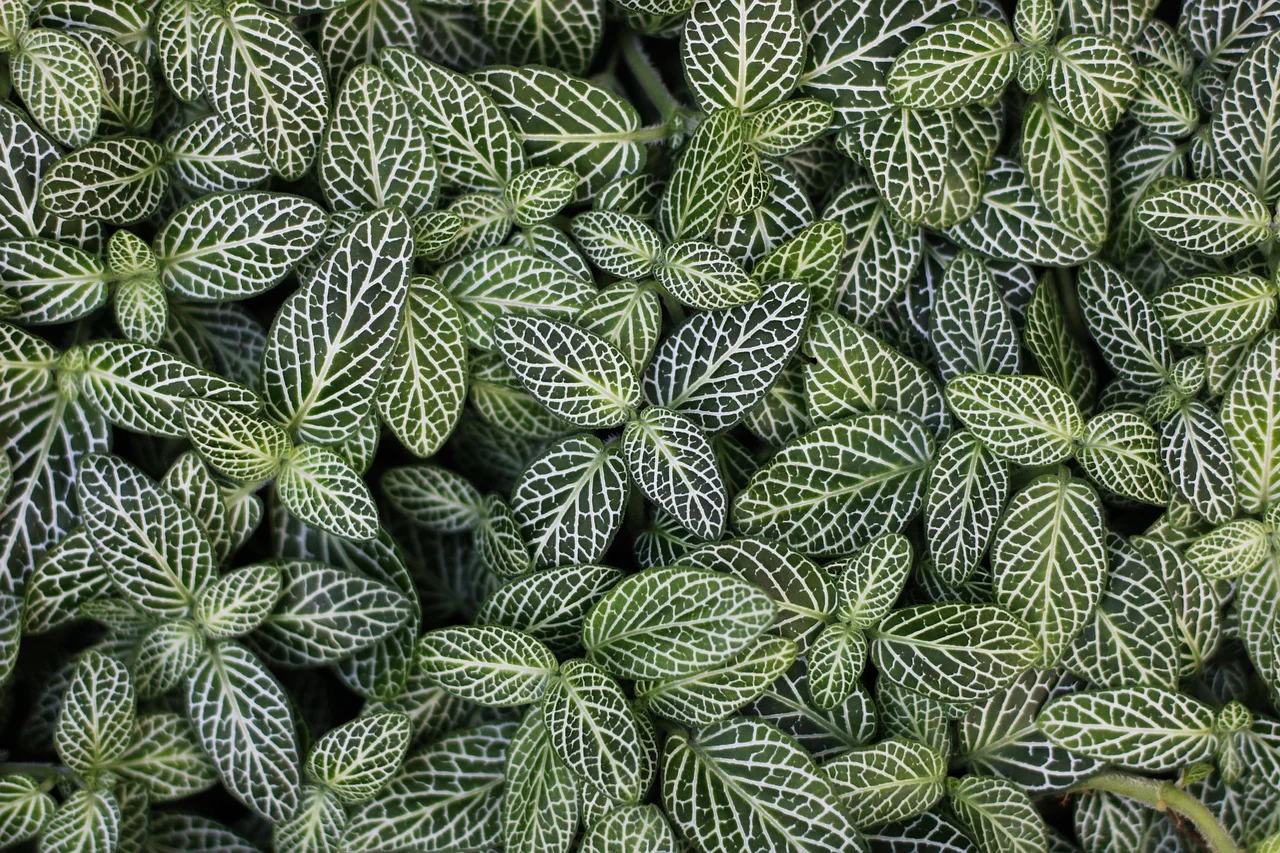 lush indoor plants,