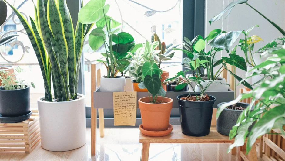 Indoor plants feng