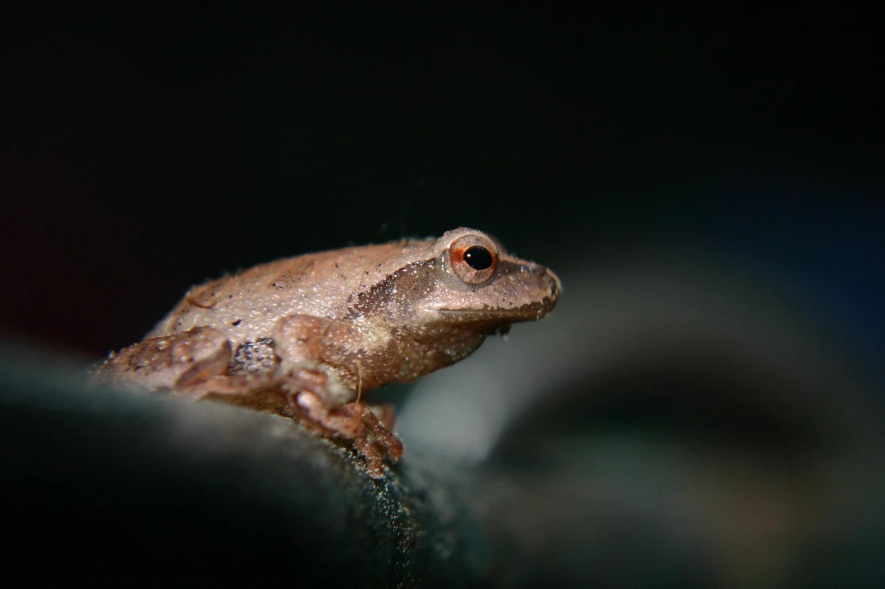 Three-legged toad, Feng