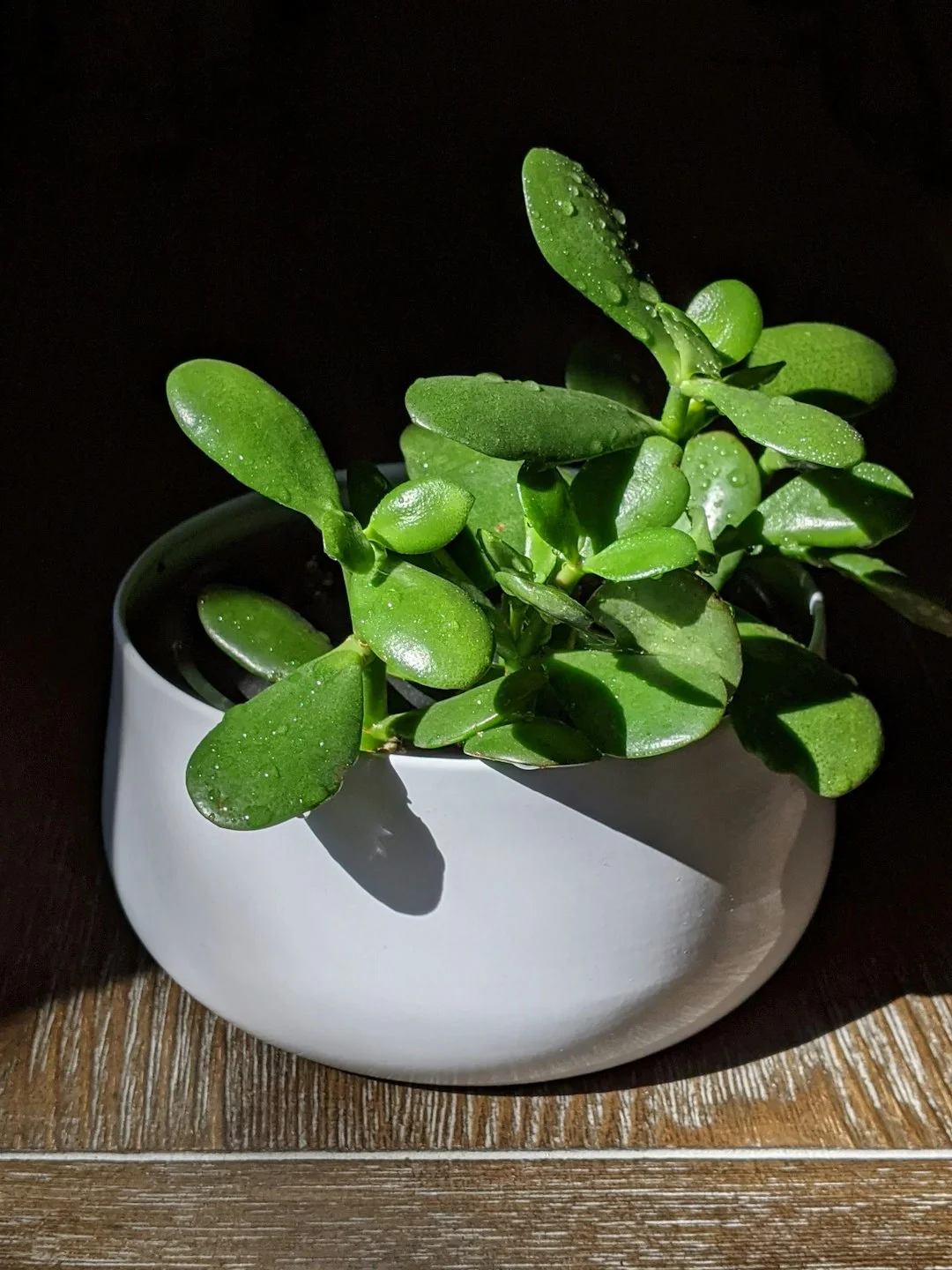 jade plant feng
