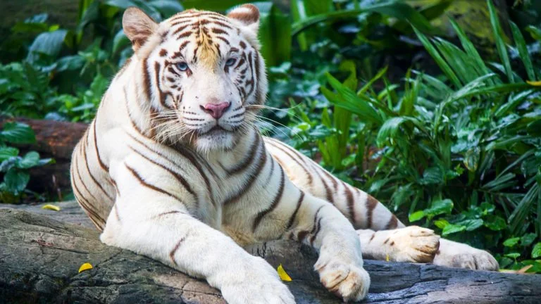 White Tiger, West