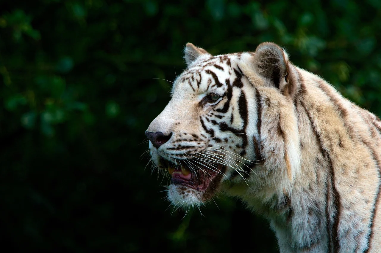 White Tiger Feng