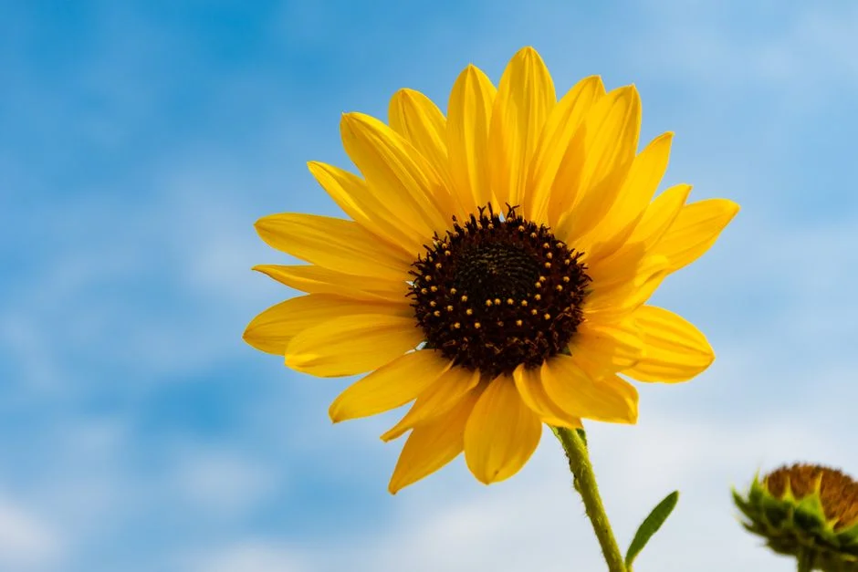 Sunflower energy, positive