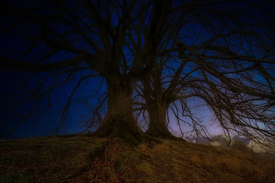Tree wisdom, High