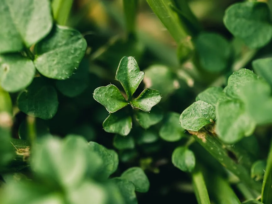 four leaf clover,