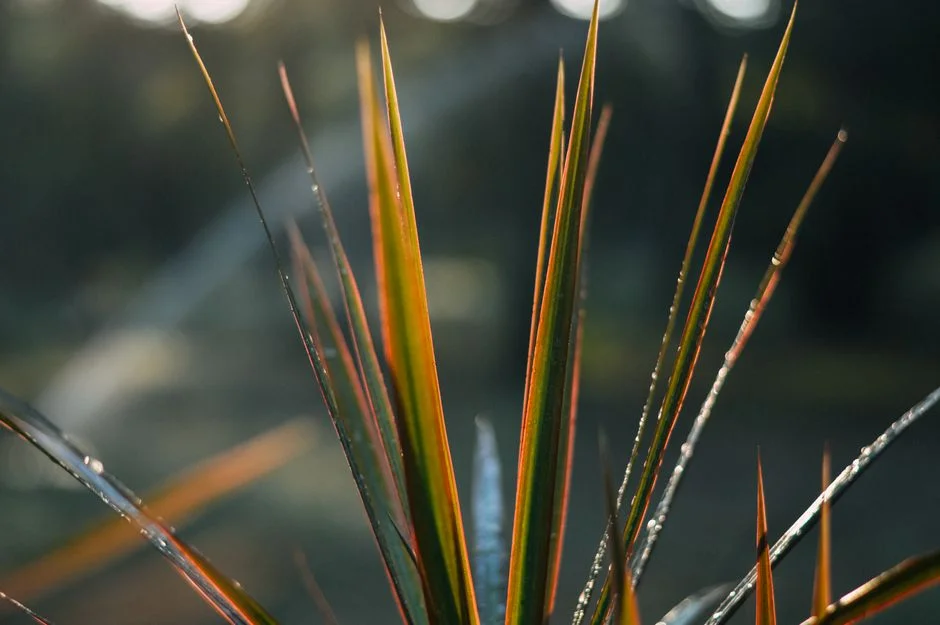Dracaena plant, Feng