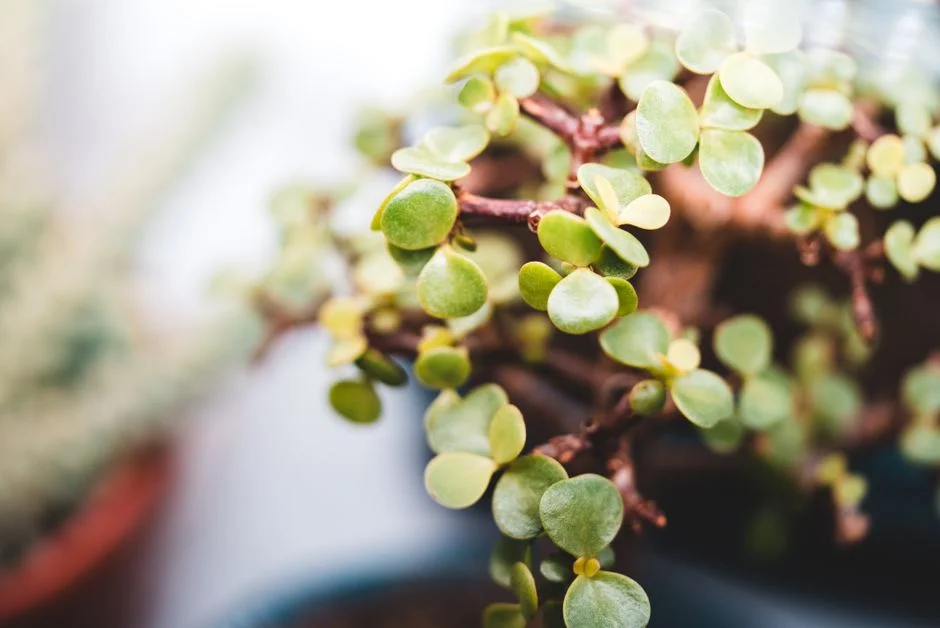 Jade plant Feng