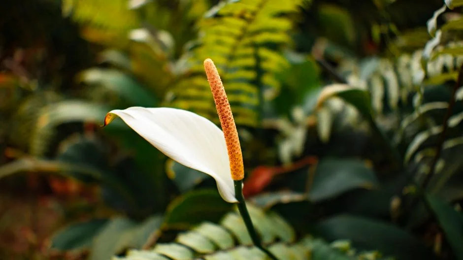 Peace lily Feng