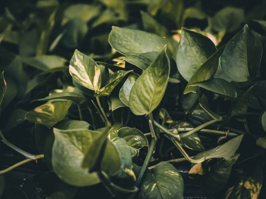 Pothos plant Feng