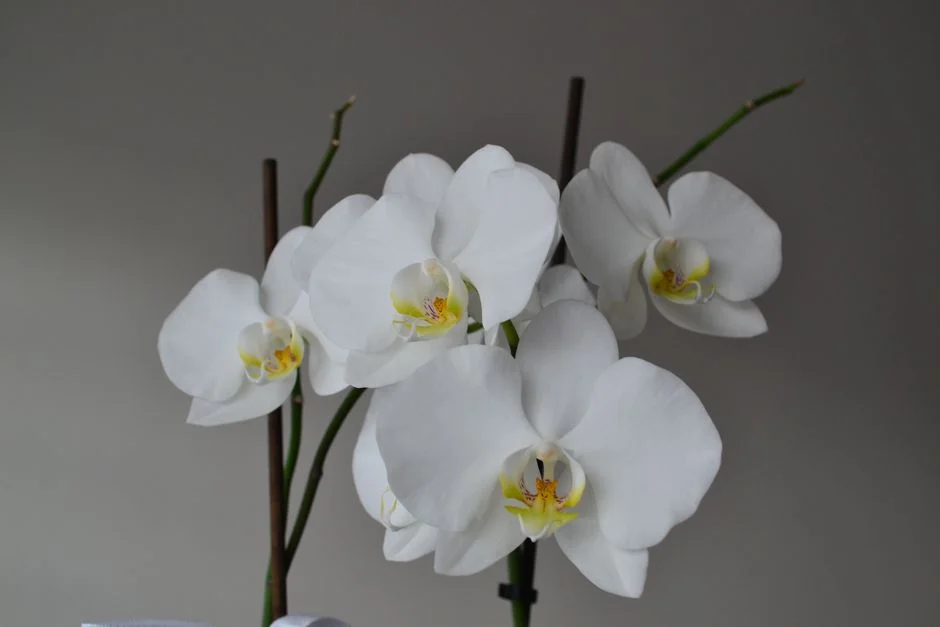 Potted orchids Feng