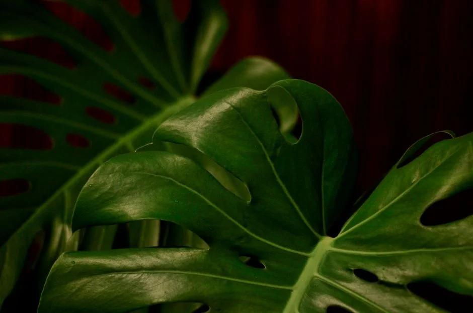 Split-leaf philodendron, indoor