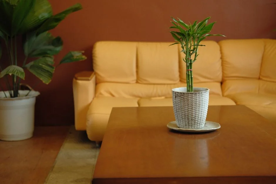fresh plants staging,