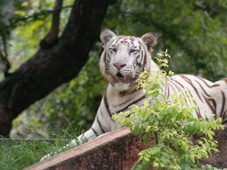 white tiger sha,