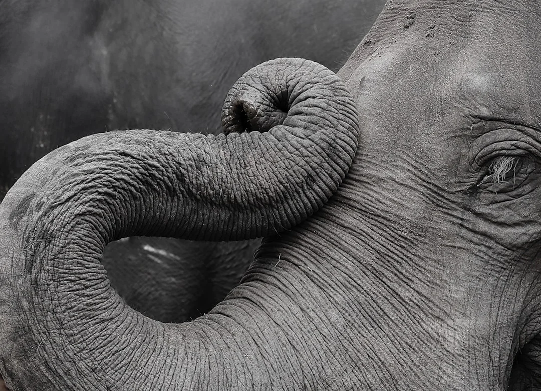 Elephant head Feng