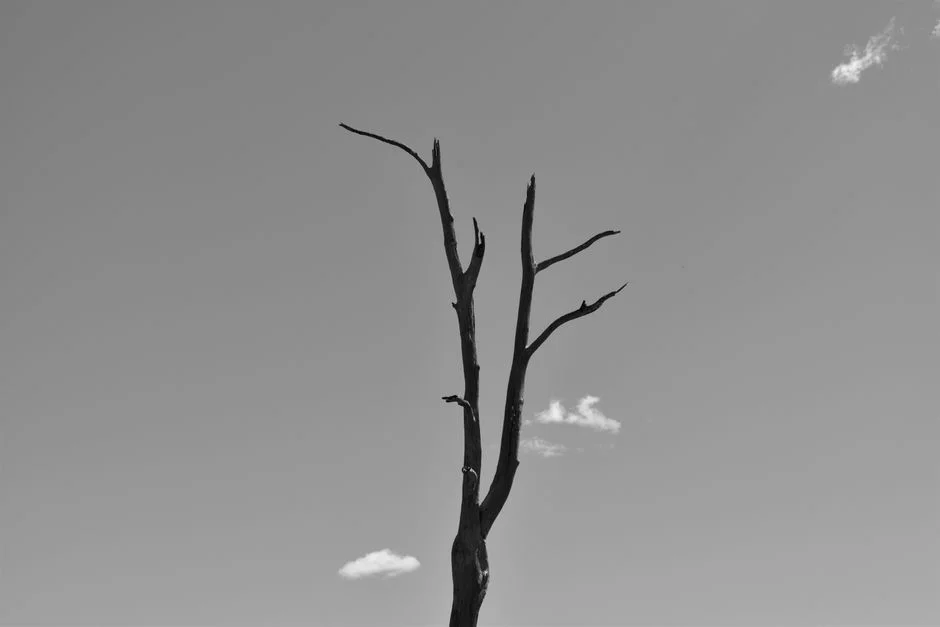 dead tree feng