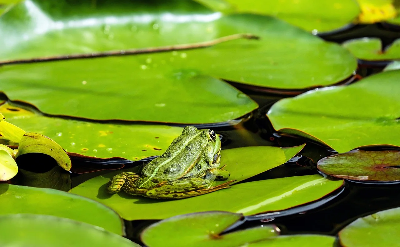 Money frog on