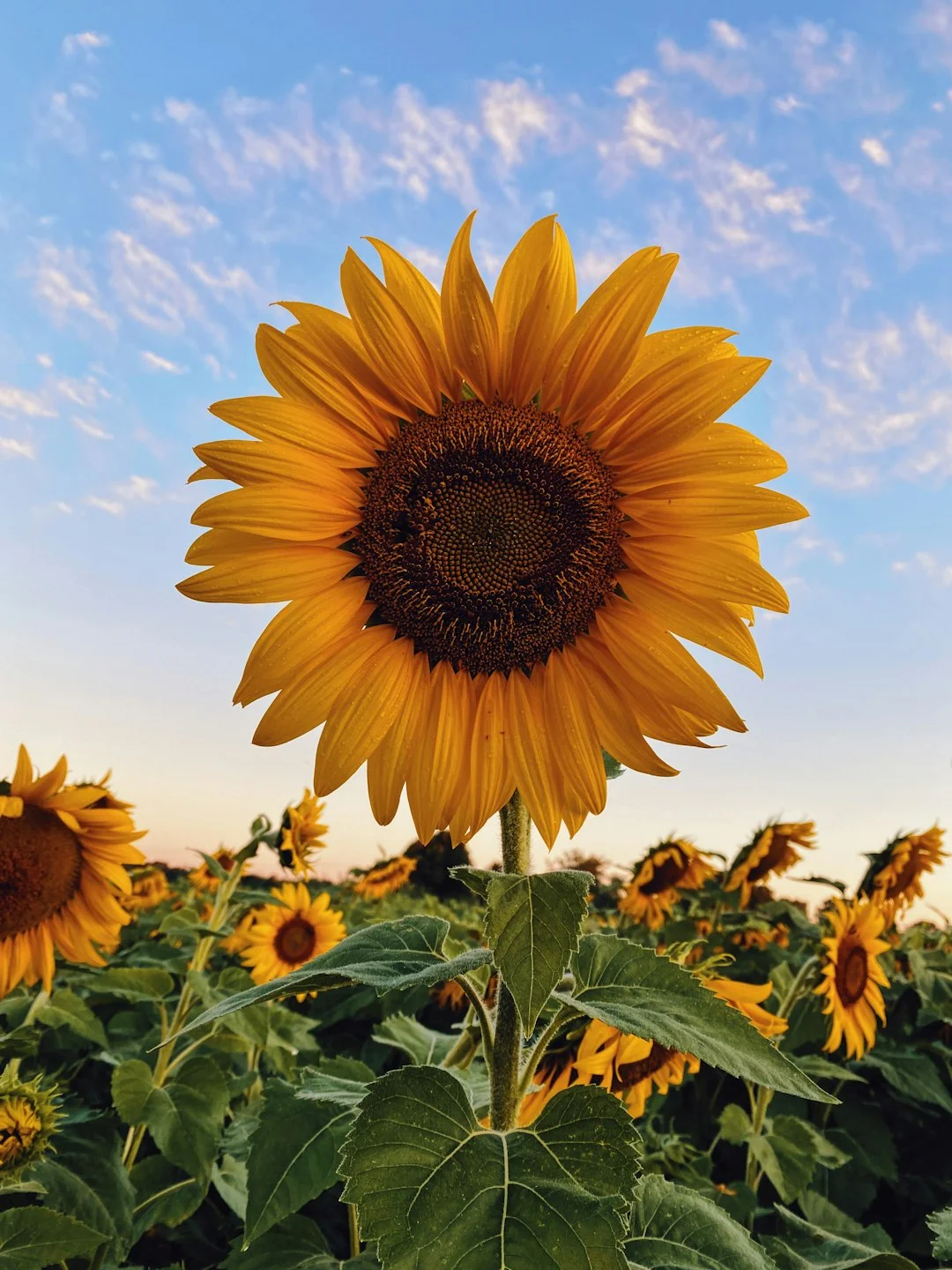 Is sunflower in feng shui for good luck?
 – FengshuiGallary