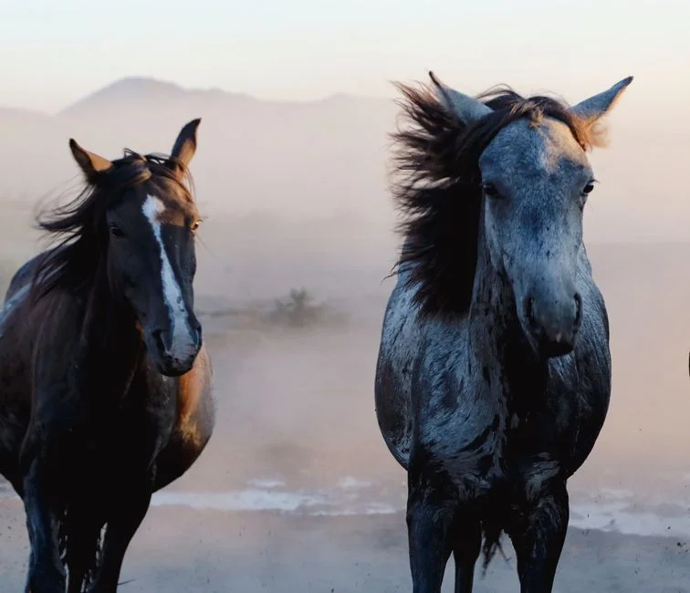Double Horse Energy,