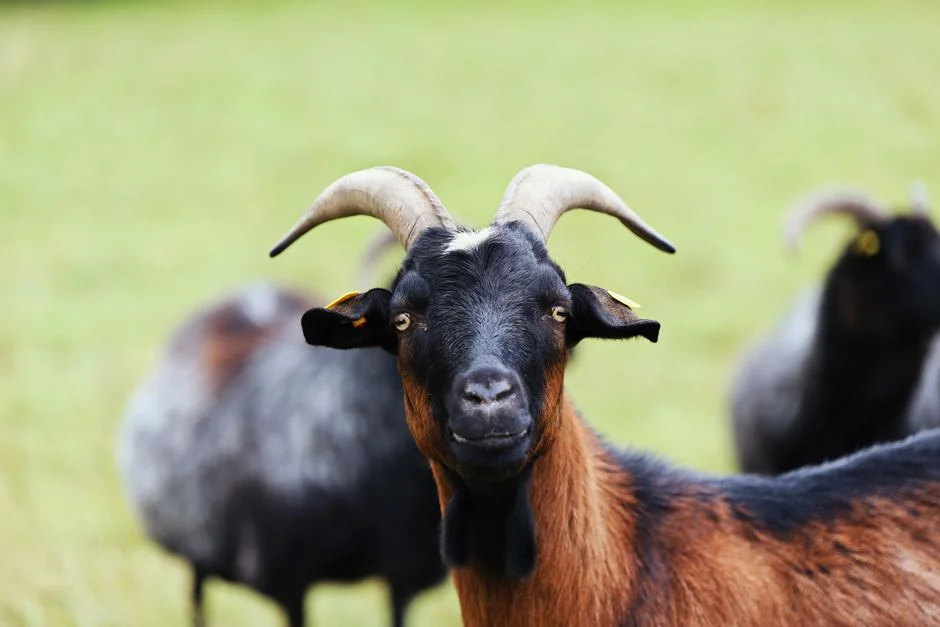 Goat zodiac, Green