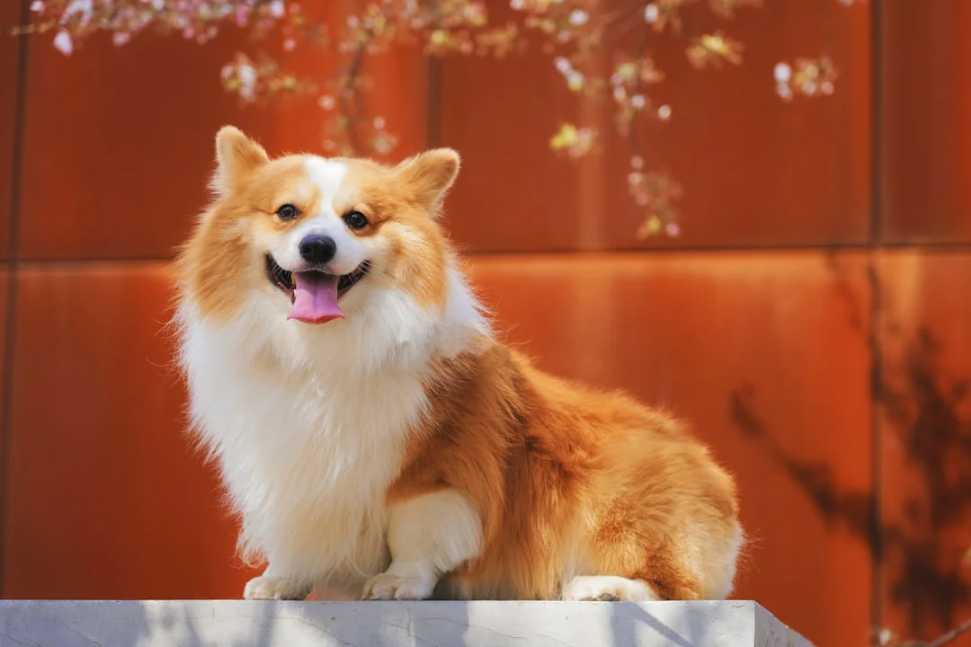 Dog zodiac, Wealth