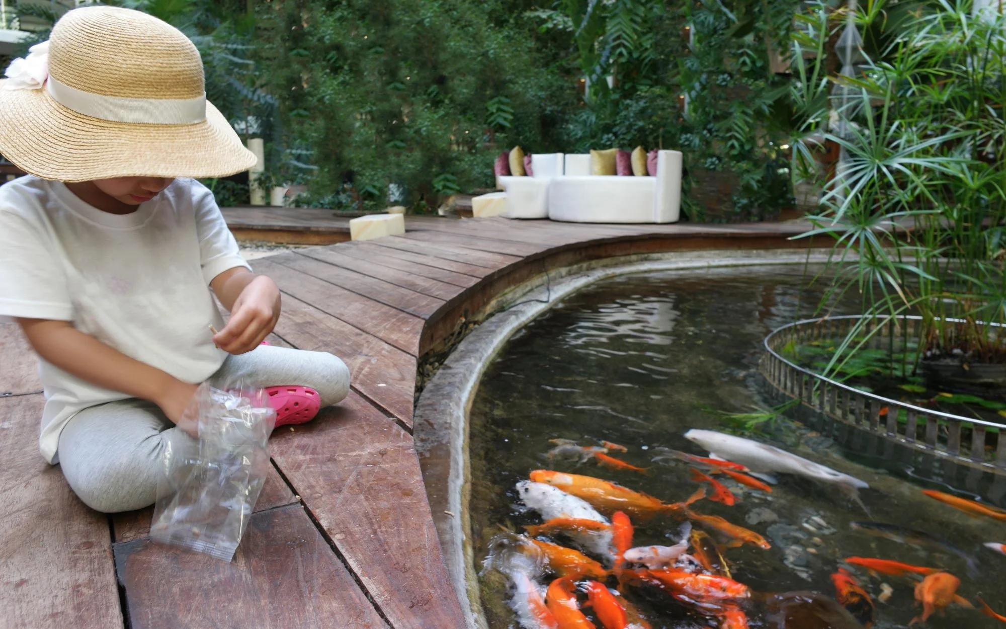 Koi fish, perseverance,