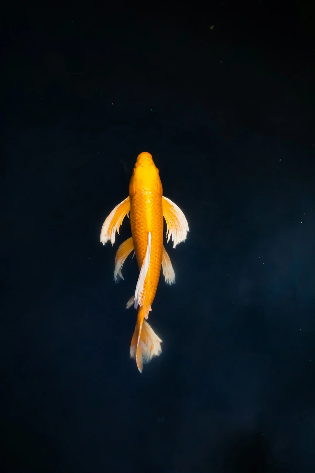 Koi fish symbolism,