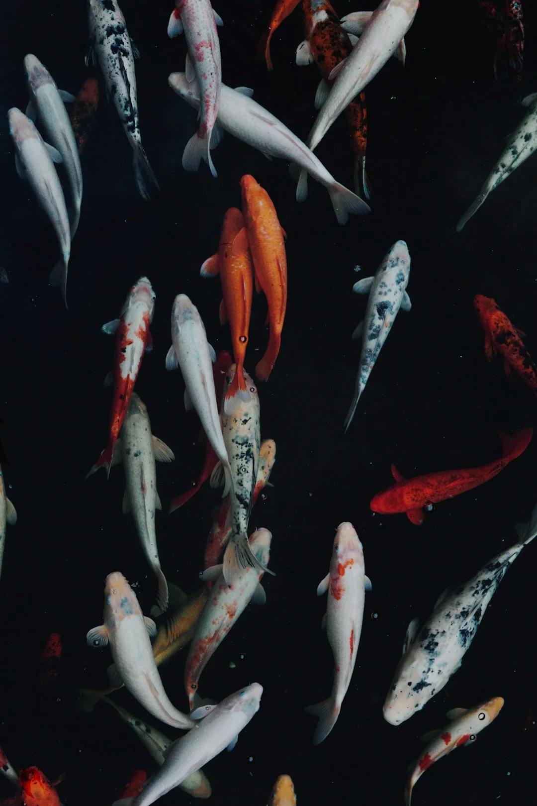 Japanese koi fish