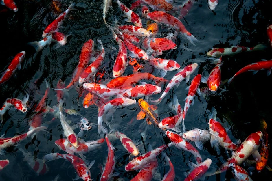Koi fish symbolism,