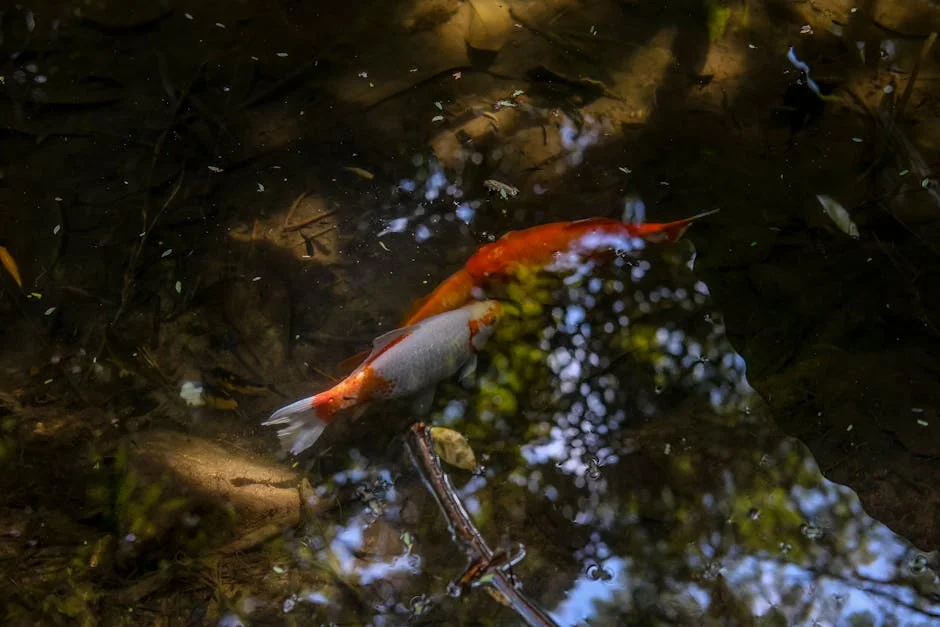Koi fish downward
