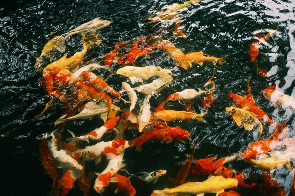 Koi fish legend,