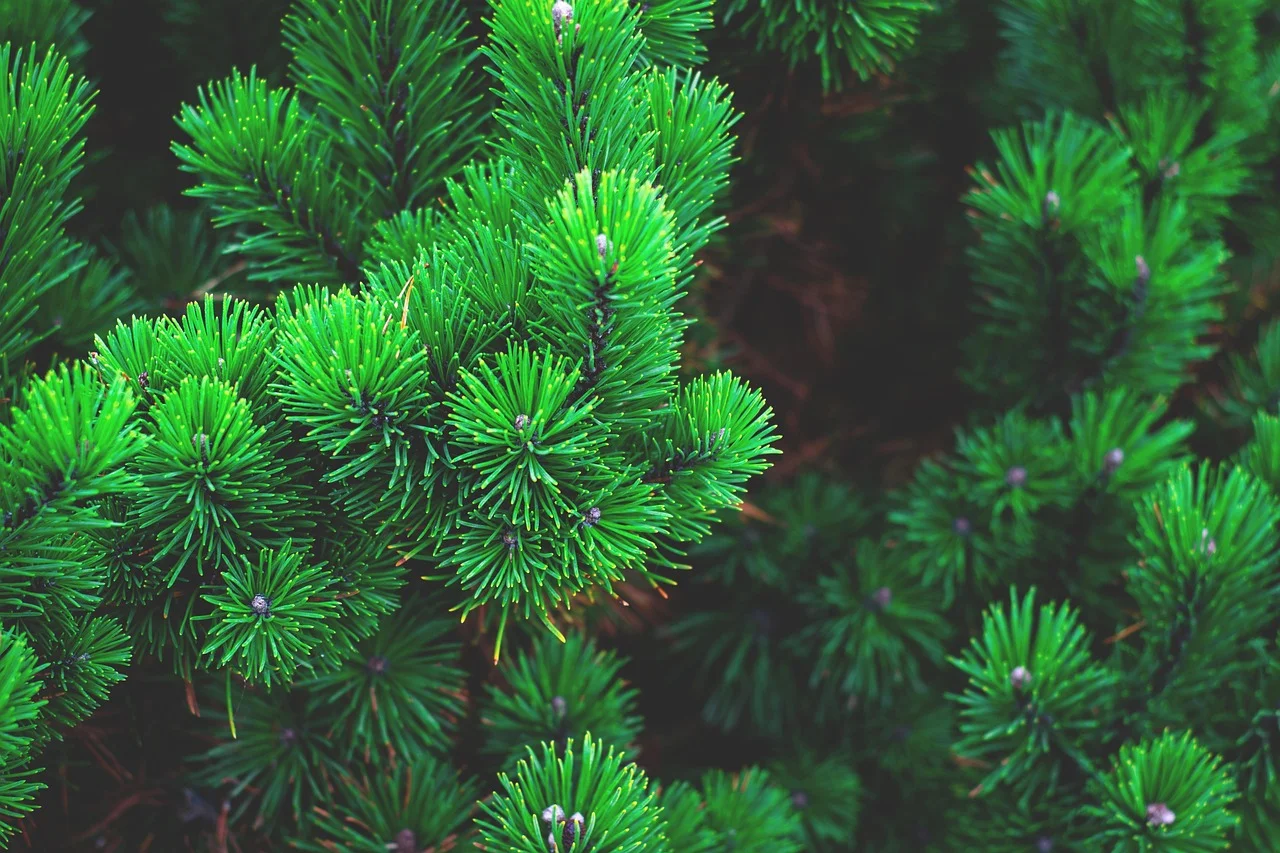 welcoming pine art,