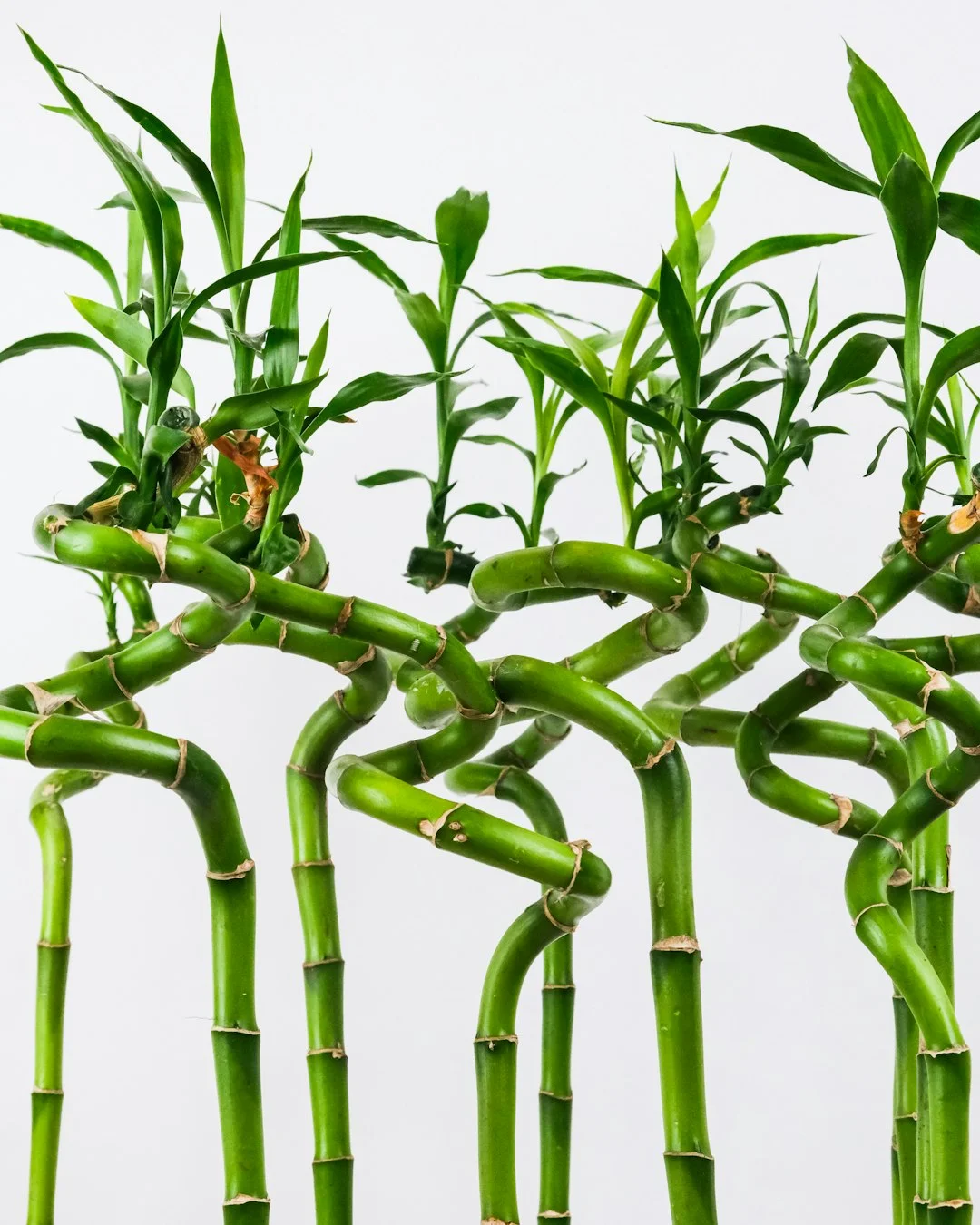 lucky bamboo care