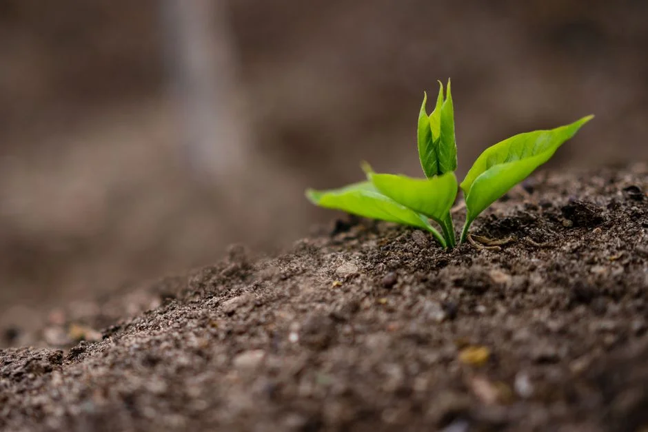plant fertilization schedule,